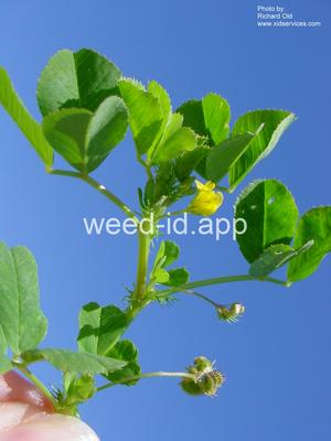 burclover, California