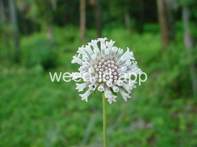 Melanthera nivea