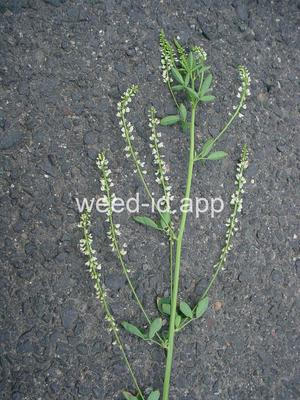 Melilotus alba