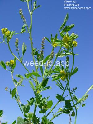 sweetclover, Indian