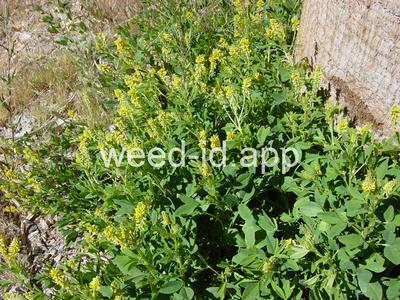 sweetclover, Indian