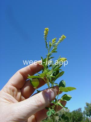 sweetclover, Indian