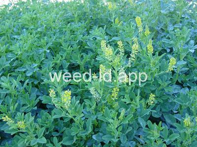 sweetclover, Indian