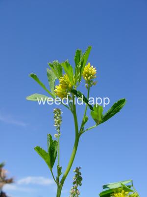sweetclover, Indian