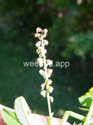 sweetclover, Indian