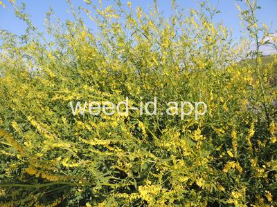 sweetclover, yellow