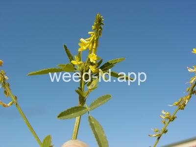 sweetclover, yellow