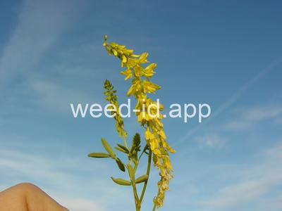 sweetclover, yellow