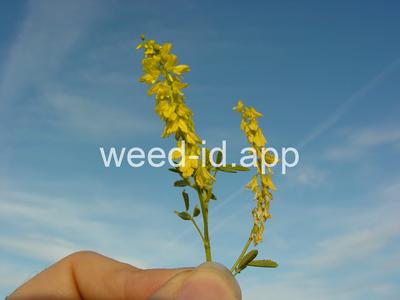 sweetclover, yellow
