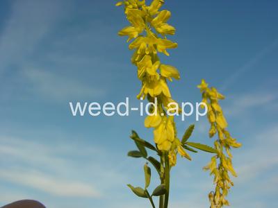 sweetclover, yellow