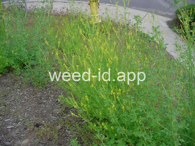 sweetclover, yellow