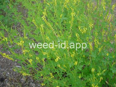 sweetclover, yellow