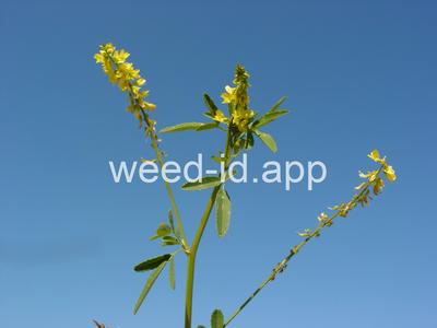 sweetclover, yellow