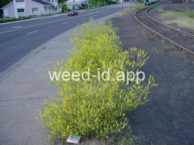 sweetclover, yellow