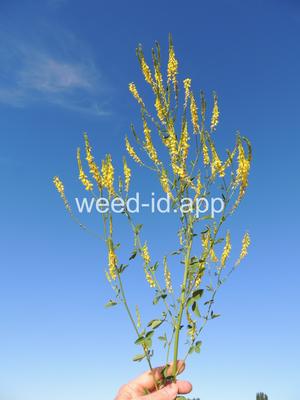 sweetclover, yellow