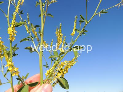 sweetclover, yellow