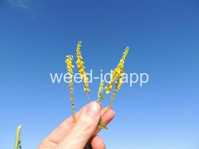sweetclover, yellow