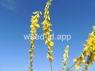 sweetclover, yellow