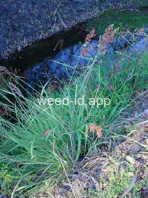 Melinus repens
