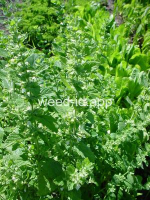 Melissa officinalis