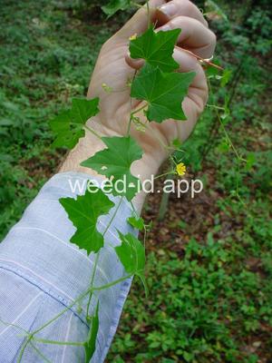 Melothria pendula