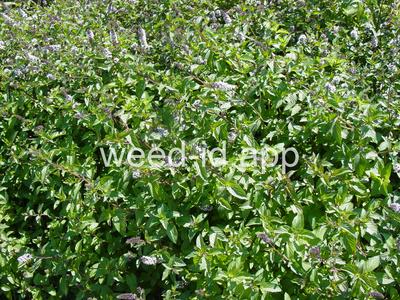 Mentha aquatica