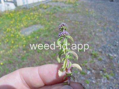 Mentha pulegium