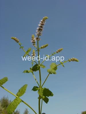 Mentha suaveolens