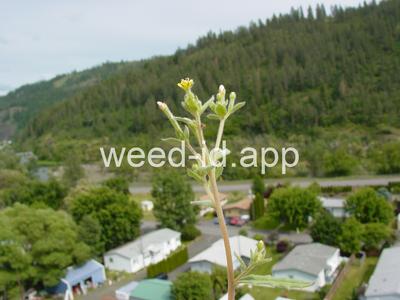 stickleaf, whitestem