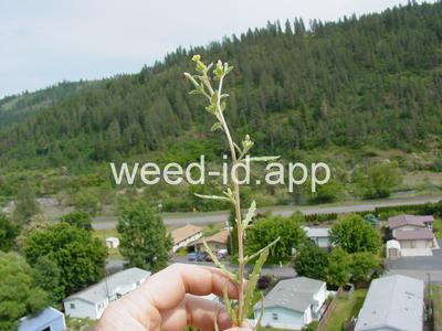 stickleaf, whitestem