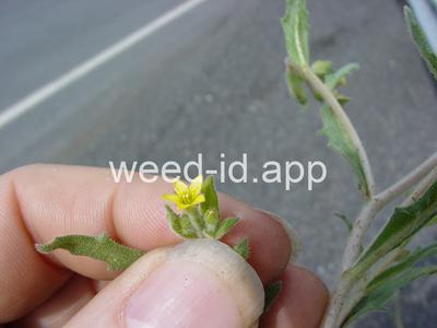 stickleaf, whitestem