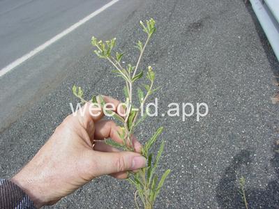 stickleaf, whitestem