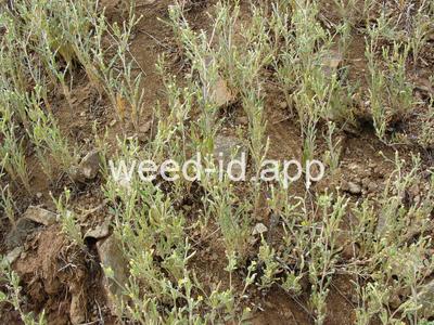 stickleaf, whitestem