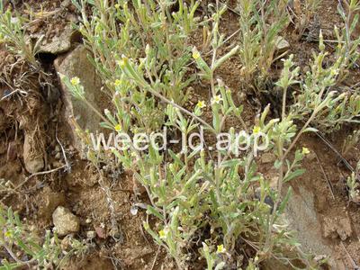 stickleaf, whitestem