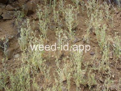 stickleaf, whitestem