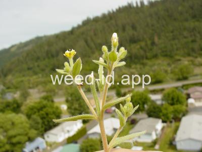 stickleaf, whitestem