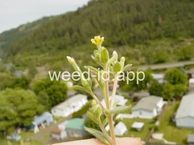 stickleaf, whitestem