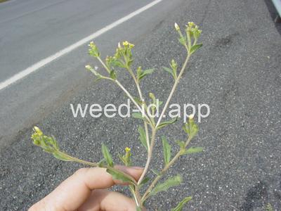 stickleaf, whitestem