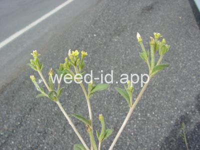 stickleaf, whitestem