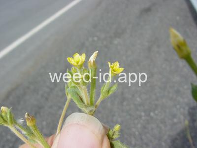 stickleaf, whitestem