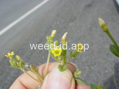 stickleaf, whitestem