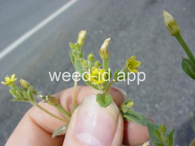 stickleaf, whitestem