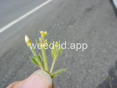 stickleaf, whitestem