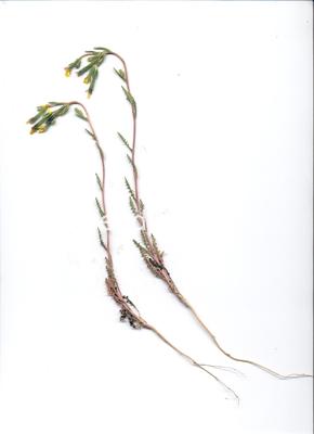 stickleaf, whitestem