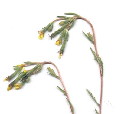 stickleaf, whitestem