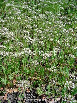 pennycress, thoroughwort