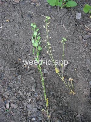 pennycress, thoroughwort