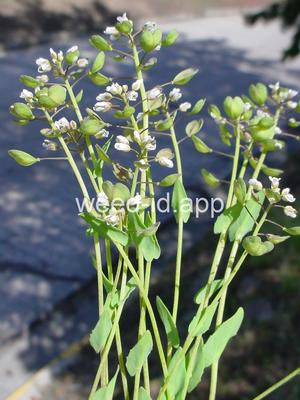 pennycress, thoroughwort
