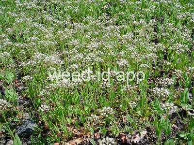 pennycress, thoroughwort