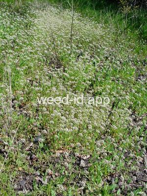 pennycress, thoroughwort